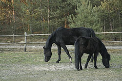 Konie na łące